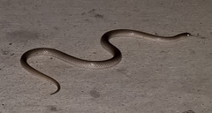 Sonora taylori