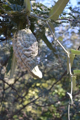 Araujia brachystephana