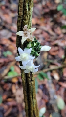 Praravinia suberosa observed 2026-05-14