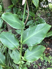 Canna indica