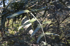 Araujia brachystephana