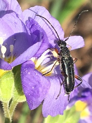 Grammoptera subargentata
