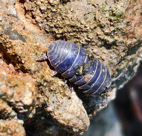 Invertebrate iridescent virus 31