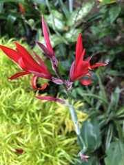 Canna indica