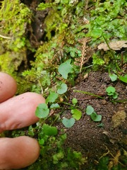 Cardamine dolichostyla