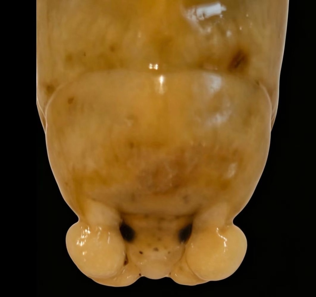 Lobothorax
