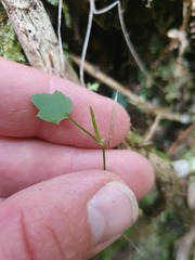Cardamine dolichostyla