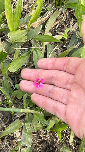 fine bristle woodsorrel