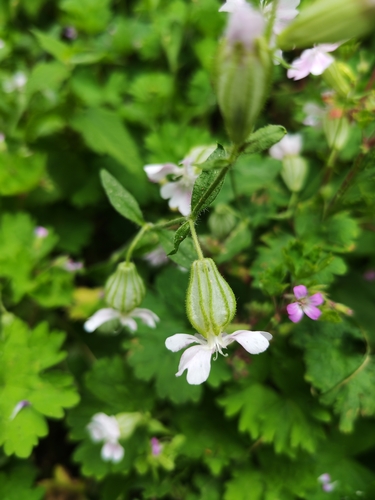 Silene pendula, photograph 5