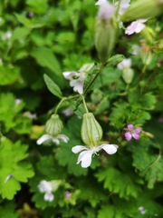 (c) IloveBugzzz, some rights reserved (CC BY) Silene pendula, photograph (c) IloveBugzzz, some rights reserved (CC BY)