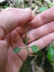 Cardamine dolichostyla