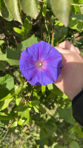 oceanblue morning glory