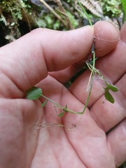Cardamine dolichostyla
