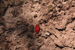 Schinopsis lorentzii