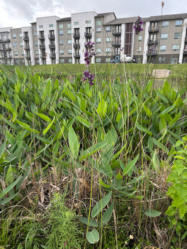 Thalia dealbata