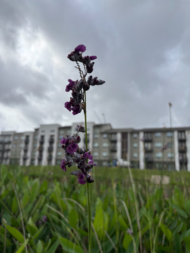 Thalia dealbata