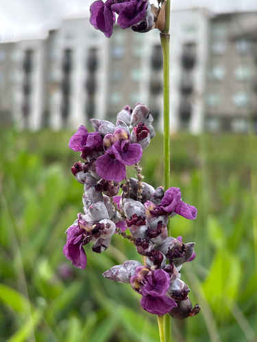 Thalia dealbata