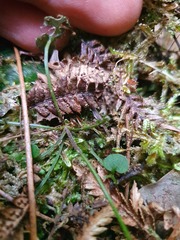 Cardamine dolichostyla