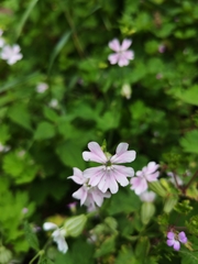 Silene pendula, photograph (c) IloveBugzzz, some rights reserved (CC BY)