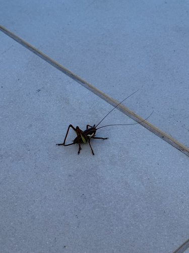 Gargano Marbled Bush-cricket