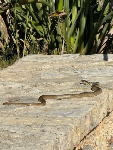 Balkan Whip Snake