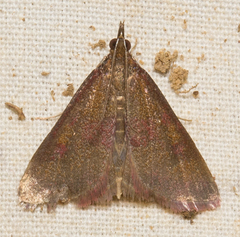 Pyrausta laticlavia