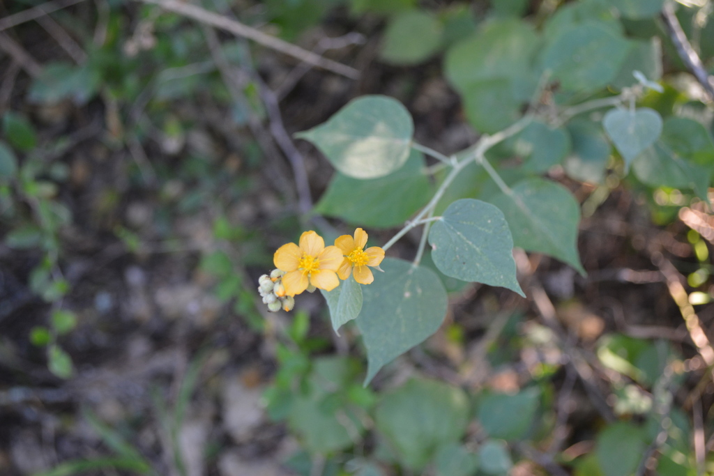 Wissadula densiflora