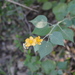 Wissadula densiflora - Photo (c) Pablo Preliasco, some rights reserved (CC BY-NC), uploaded by Pablo Preliasco