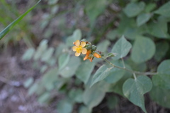 Wissadula densiflora
