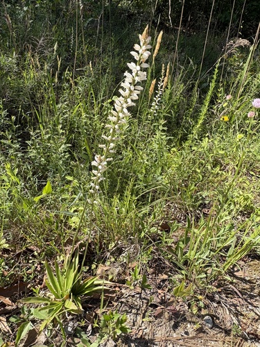 White colicroot (Aletris farinosa)