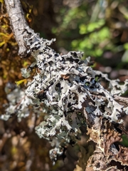 Hypotrachyna riparia