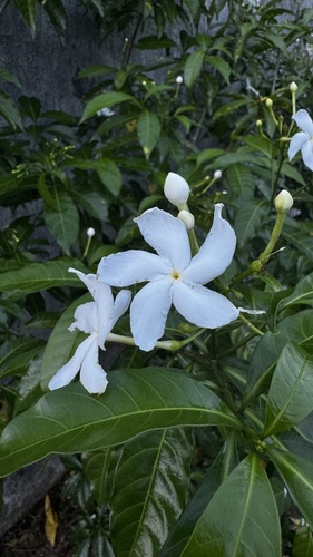 Crepe Jasmine