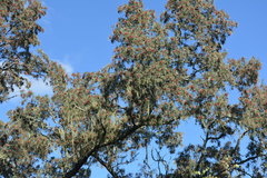 Schinopsis lorentzii