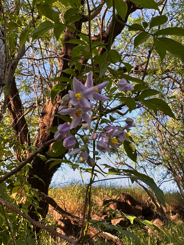 Solanum seaforthianum observed 2026-05-17