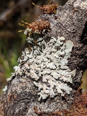 Hypotrachyna riparia