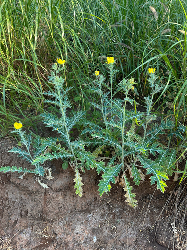 Argemone mexicana observed 2026-05-17