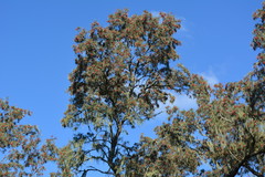 Schinopsis lorentzii