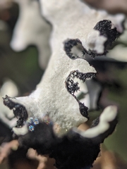 Hypotrachyna riparia