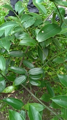 Cinnamomum osmophloeum