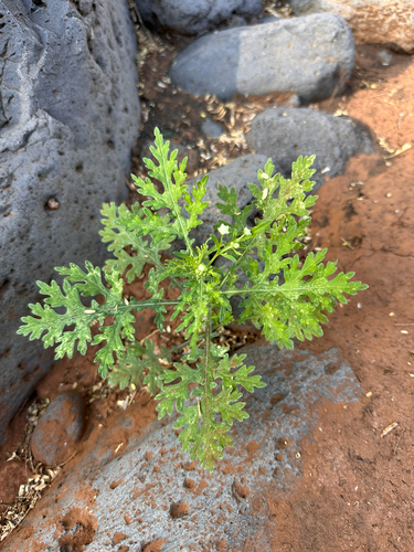 Parthenium hysterophorus observed 2026-05-17