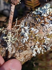 Hypotrachyna riparia