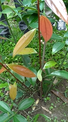Cinnamomum osmophloeum
