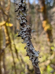 Hypotrachyna riparia