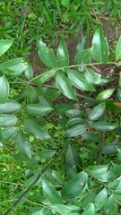 Cinnamomum osmophloeum