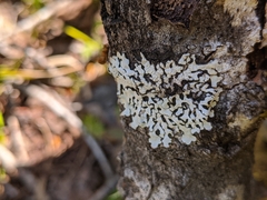 Hypotrachyna riparia