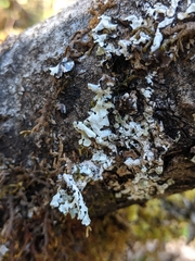 Hypotrachyna riparia