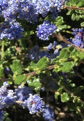 Ceanothus dentatus