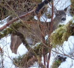 Odocoileus hemionus sitkensis