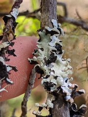 Hypotrachyna riparia