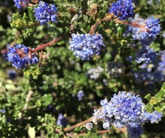 Ceanothus dentatus